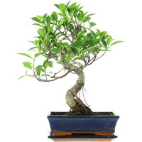 Fico, Ficus, Bonsai, 11 anni, 46cm