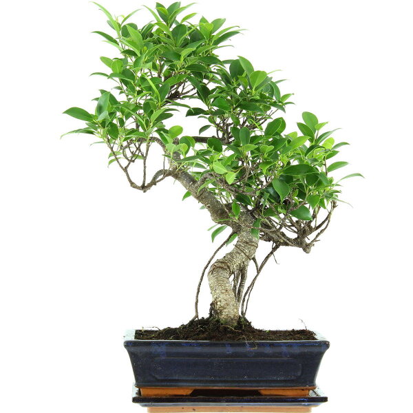 Ficus, Fig tree, Bonsai, 11 years, 51cm