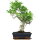 Ficus, Fig tree, Bonsai, 11 years, 51cm