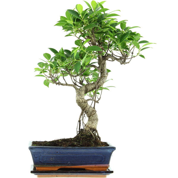 Ficus, Bonsai, 11 ans, 50cm