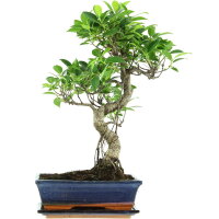 Fico, Ficus, Bonsai, 11 anni, 50cm