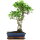 Ficus, Fig tree, Bonsai, 11 years, 50cm