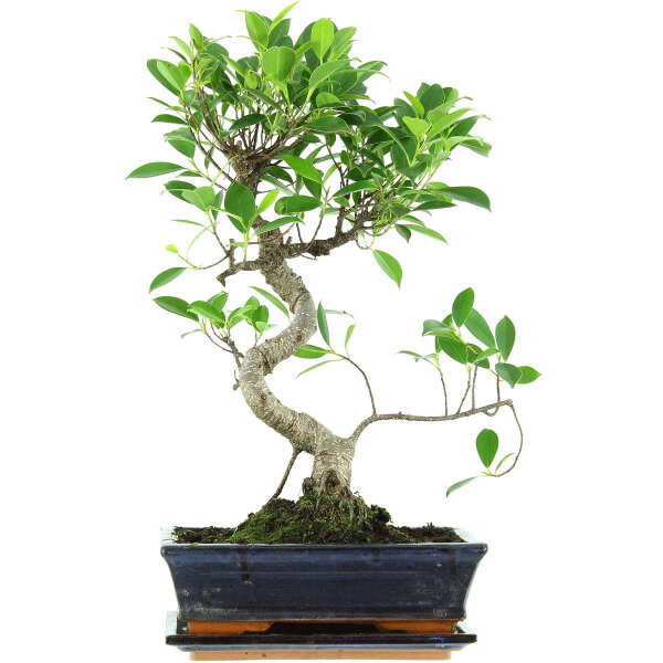 Ficus, Bonsai, 11 ans, 49cm