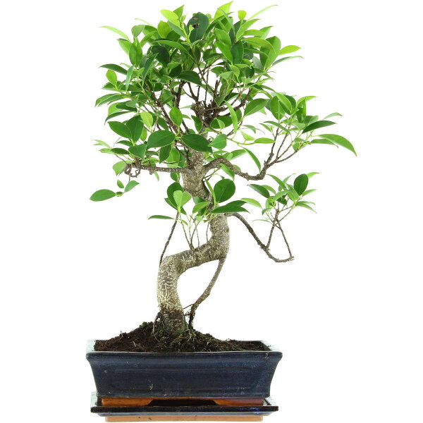 Ficus, Bonsai, 11 letnie, 50cm