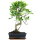 Ficus, Bonsai, 11 letnie, 50cm