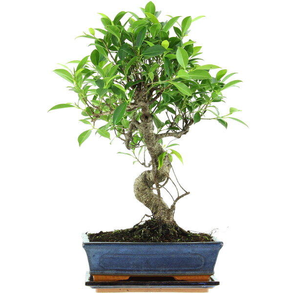 Ficus, Higuera de Banyan, Bonsai, 11 años, 52cm