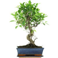 Ficus, Bonsai, 11 ans, 52cm