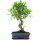 Fico, Ficus, Bonsai, 11 anni, 52cm