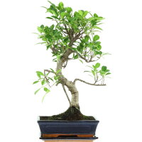 Fico, Ficus, Bonsai, 11 anni, 54cm