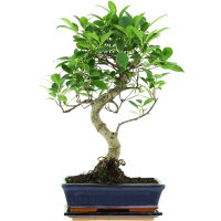 Fico, Ficus, Bonsai, 11 anni, 52cm