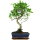 Fico, Ficus, Bonsai, 11 anni, 52cm