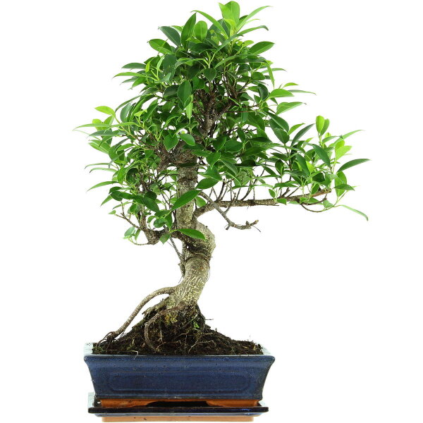 Banyanfeige, Bonsai, 11 Jahre, 52cm