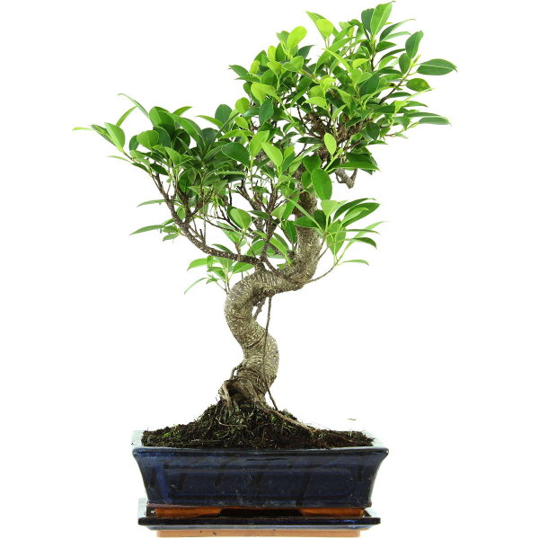 Ficus, Higuera de Banyan, Bonsai, 11 años, 50cm