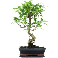 Ficus, Bonsai, 11 ans, 52cm