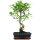 Ficus, Fig tree, Bonsai, 11 years, 52cm