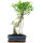 Ficus, Fig tree, Bonsai, 11 years, 54cm