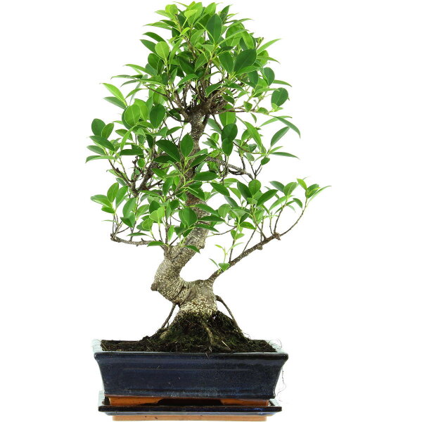 Ficus, Fig tree, Bonsai, 11 years, 51cm