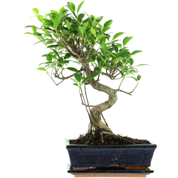 Fico, Ficus, Bonsai, 11 anni, 47cm