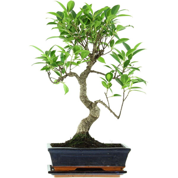 Ficus, Bonsai, 11 ans, 52cm