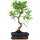 Fico, Ficus, Bonsai, 11 anni, 52cm