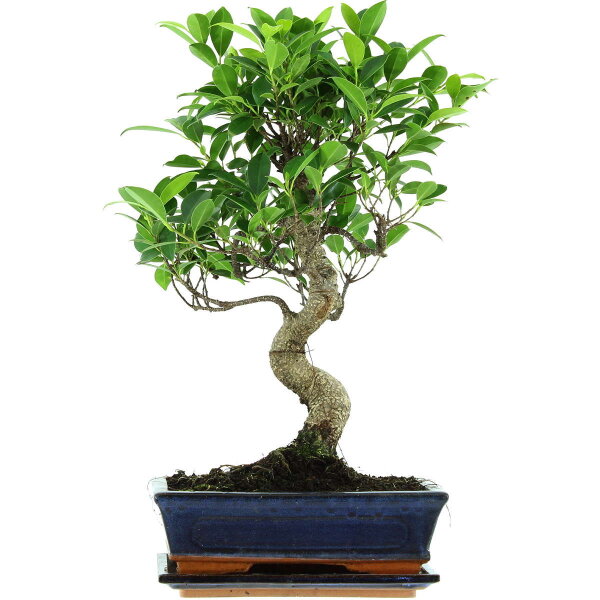 Ficus, Bonsai, 11 letnie, 50cm