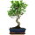 Ficus, Bonsai, 11 letnie, 50cm