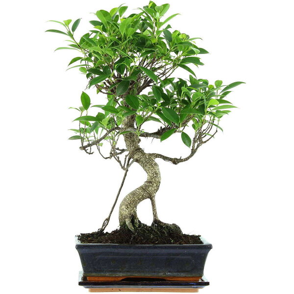 Fico, Ficus, Bonsai, 11 anni, 52cm