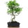 Fico, Ficus, Bonsai, 11 anni, 52cm