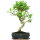 Fico, Ficus, Bonsai, 11 anni, 51cm