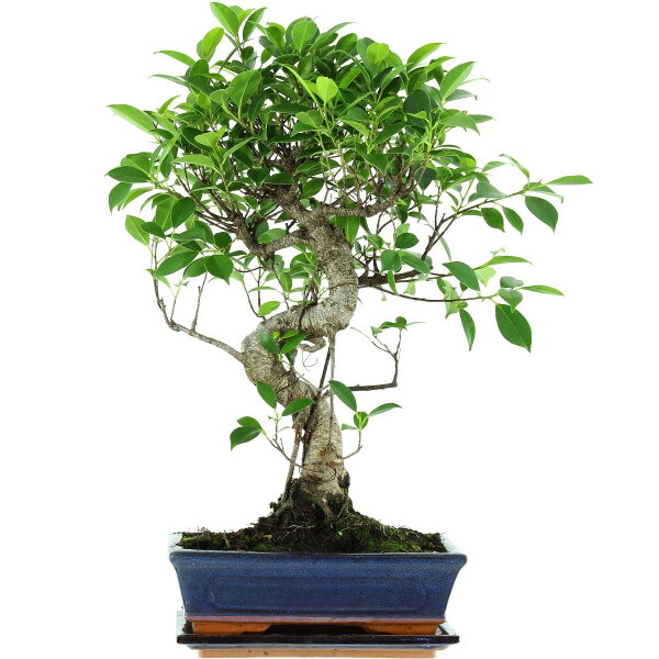 Fico, Ficus, Bonsai, 11 anni, 53cm