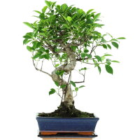 Ficus, Fig tree, Bonsai, 11 years, 53cm