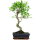 Fico, Ficus, Bonsai, 11 anni, 54cm