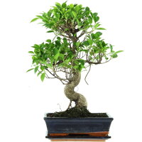 Ficus, Fig tree, Bonsai, 11 years, 51cm