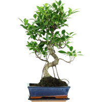 Fico, Ficus, Bonsai, 11 anni, 56cm