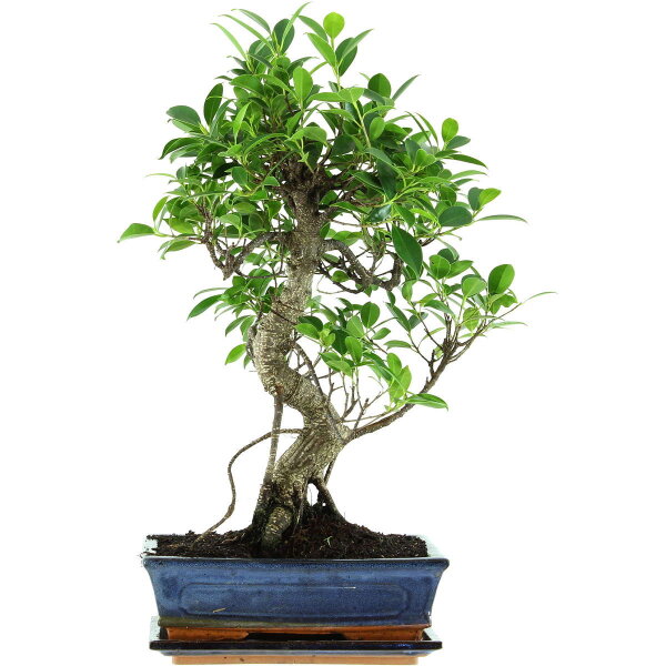 Fico, Ficus, Bonsai, 11 anni, 52cm