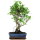 Ficus, Bonsai, 11 ans, 52cm