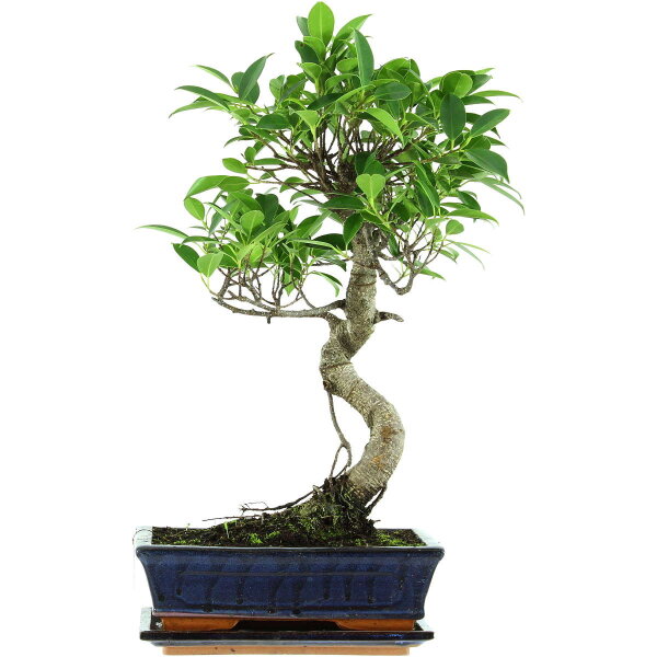 Banyanfeige, Bonsai, 11 Jahre, 51cm