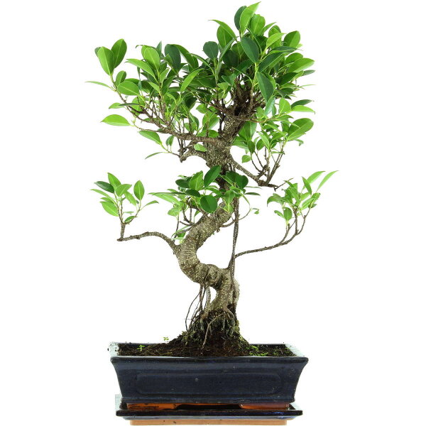 Ficus, Bonsai, 11 letnie, 51cm