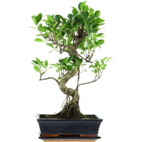 Ficus, Higuera de Banyan, Bonsai, 11 a&ntilde;os, 51cm