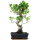 Fico, Ficus, Bonsai, 11 anni, 51cm