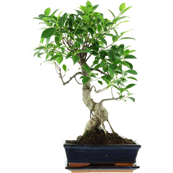 Banyanfeige, Bonsai, 11 Jahre, 54cm