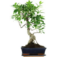 Fico, Ficus, Bonsai, 11 anni, 54cm