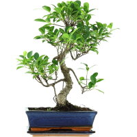 Ficus, Bonsai, 11 letnie, 47cm