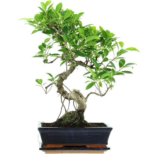 Fico, Ficus, Bonsai, 11 anni, 49cm