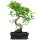 Ficus, Fig tree, Bonsai, 11 years, 49cm