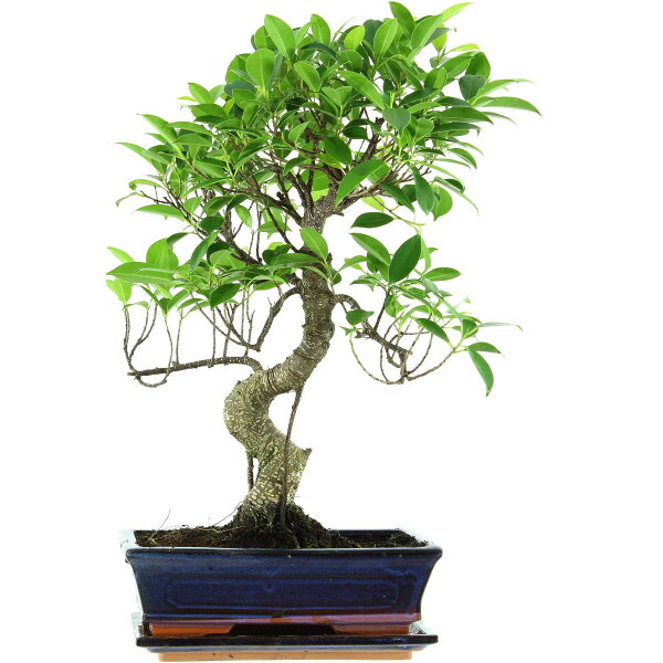 Fico, Ficus, Bonsai, 11 anni, 50cm