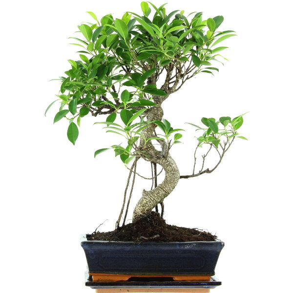 Ficus, Bonsai, 11 ans, 50cm