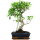 Fico, Ficus, Bonsai, 11 anni, 50cm