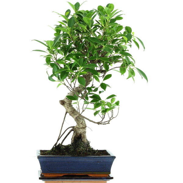 Fico, Ficus, Bonsai, 11 anni, 55cm