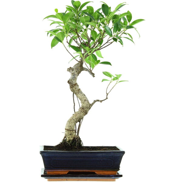 Ficus, Higuera de Banyan, Bonsai, 11 años, 51cm